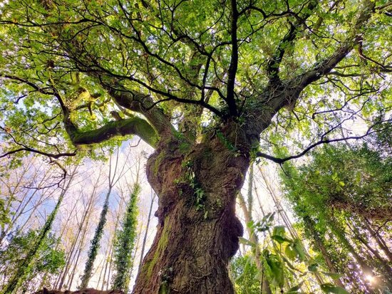 Chandigarh Free the Trees 2-July-22